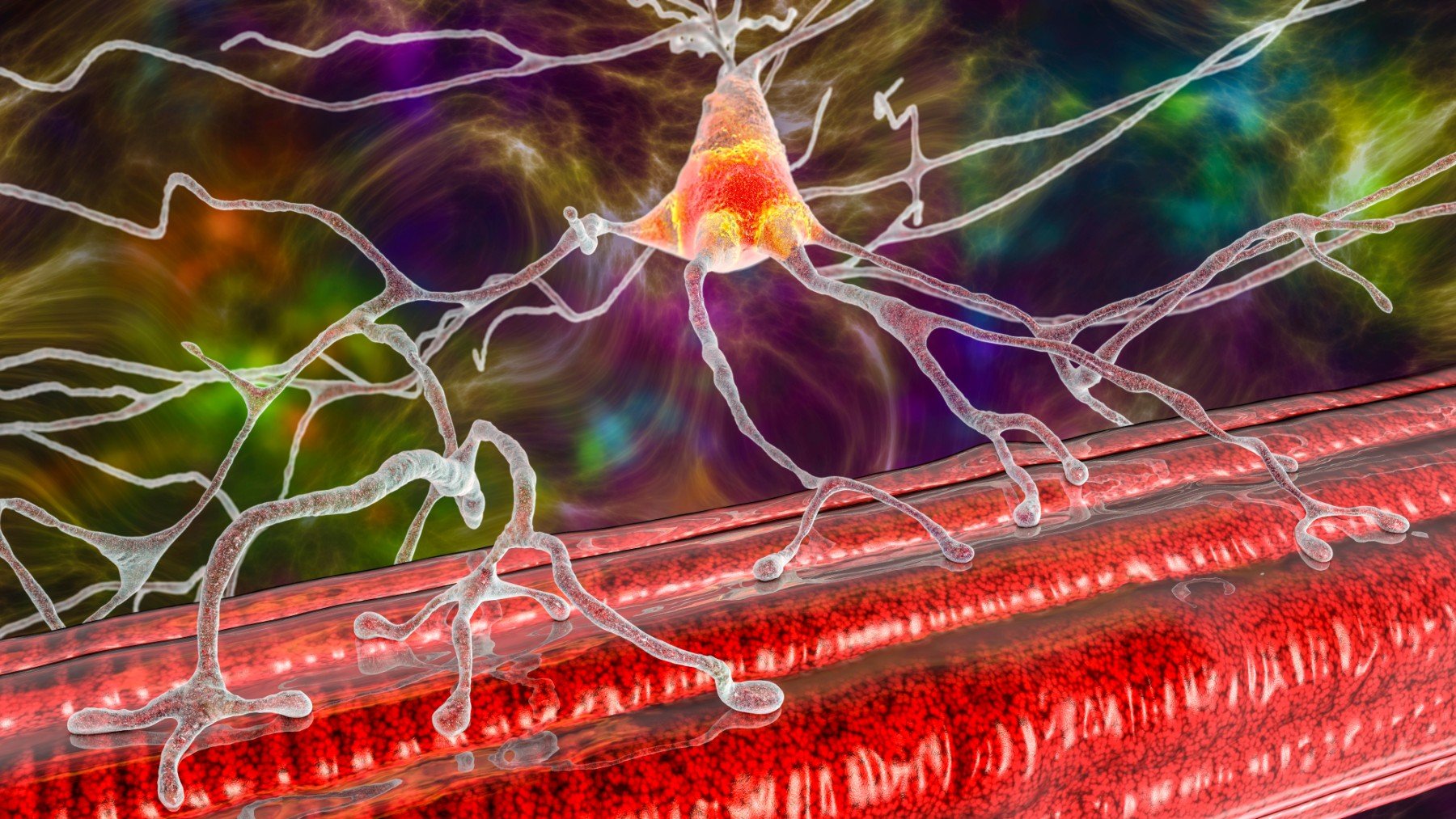 Neurona motora conectada a la fibra muscular.