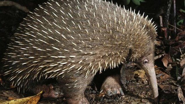 Mamíferos más raros del planeta, mamífero raro que salió del mar, científicos descubren curiosidades de un extraño animal, qué es el equidna.