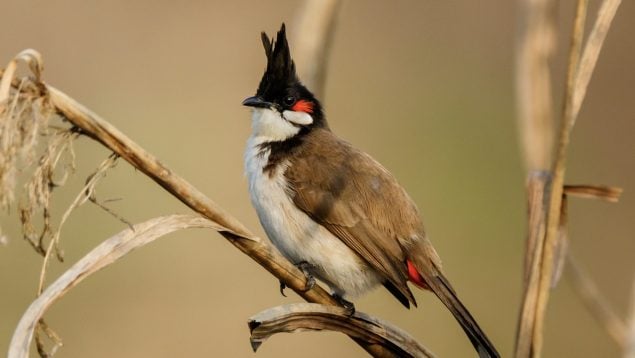 Especie invasora, pájaro, ave