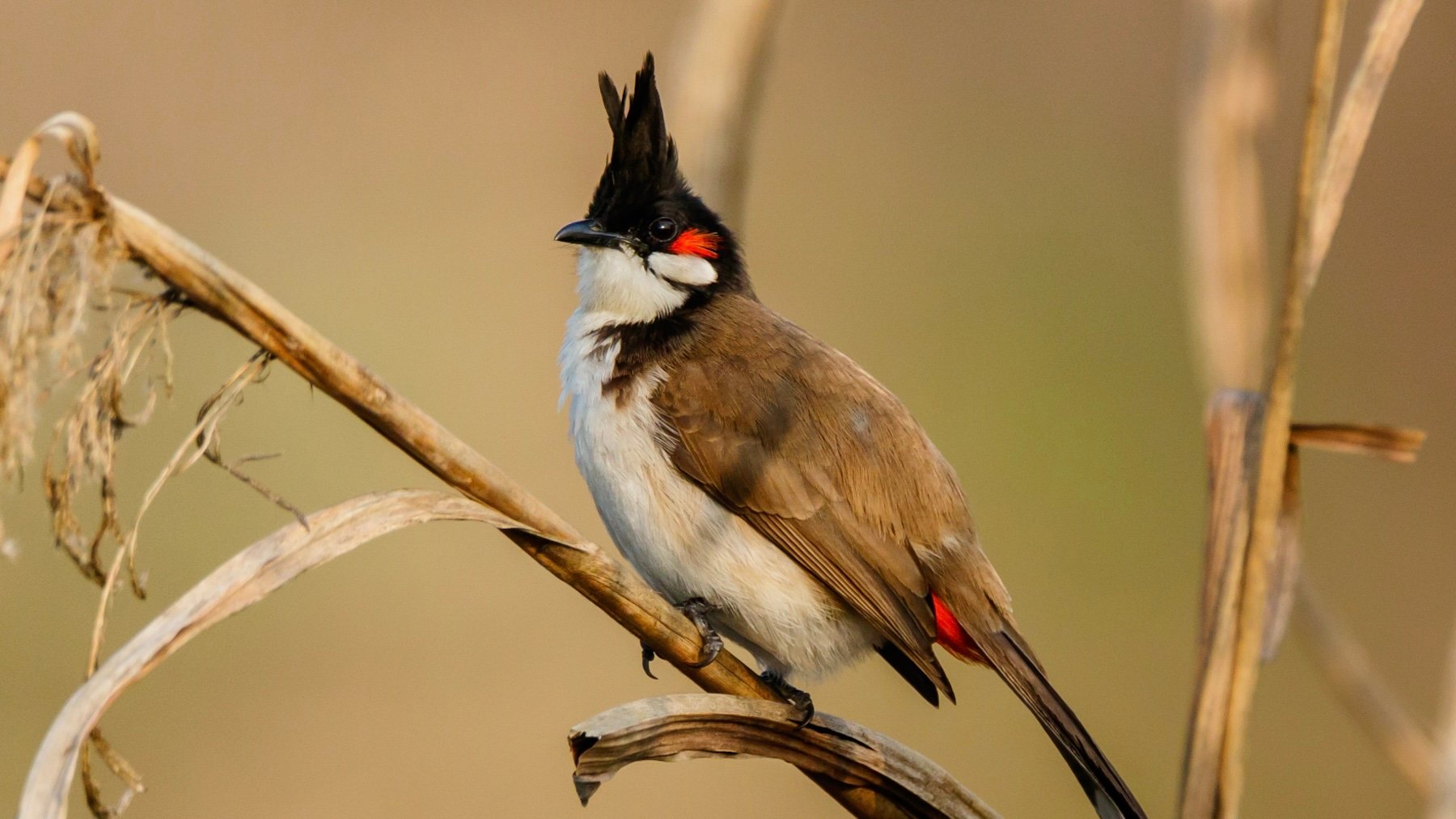 Pycnonotus jocosus. Imagen: Nrik kiran.