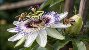 Abejas, flor, planta