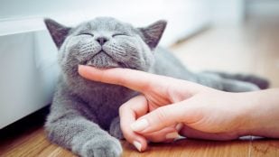 Gato feliz