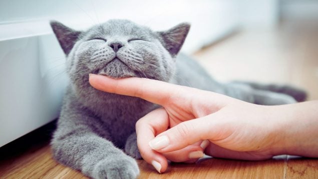Gato feliz