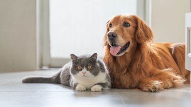 Una empresa española ofrece tres días de permiso retribuido por muerte de la mascota