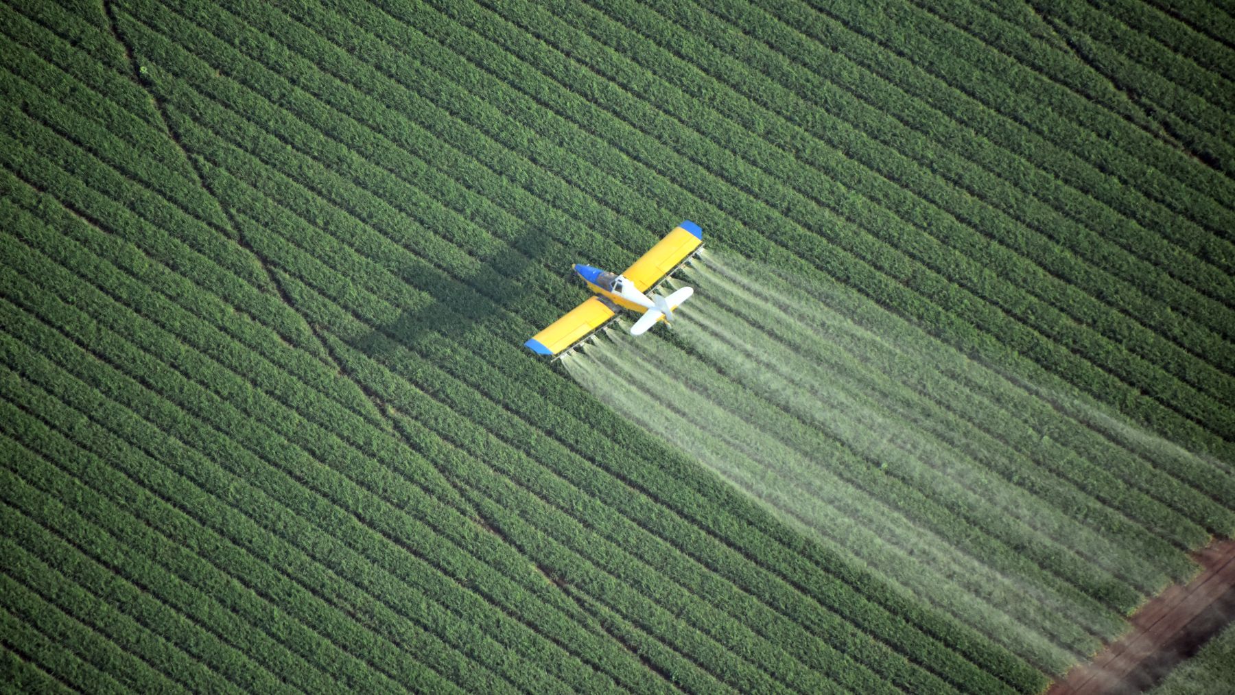 Avioneta sulfatando un cultivo.