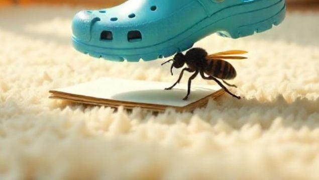 Avispas, animales, insectos, curiosidades