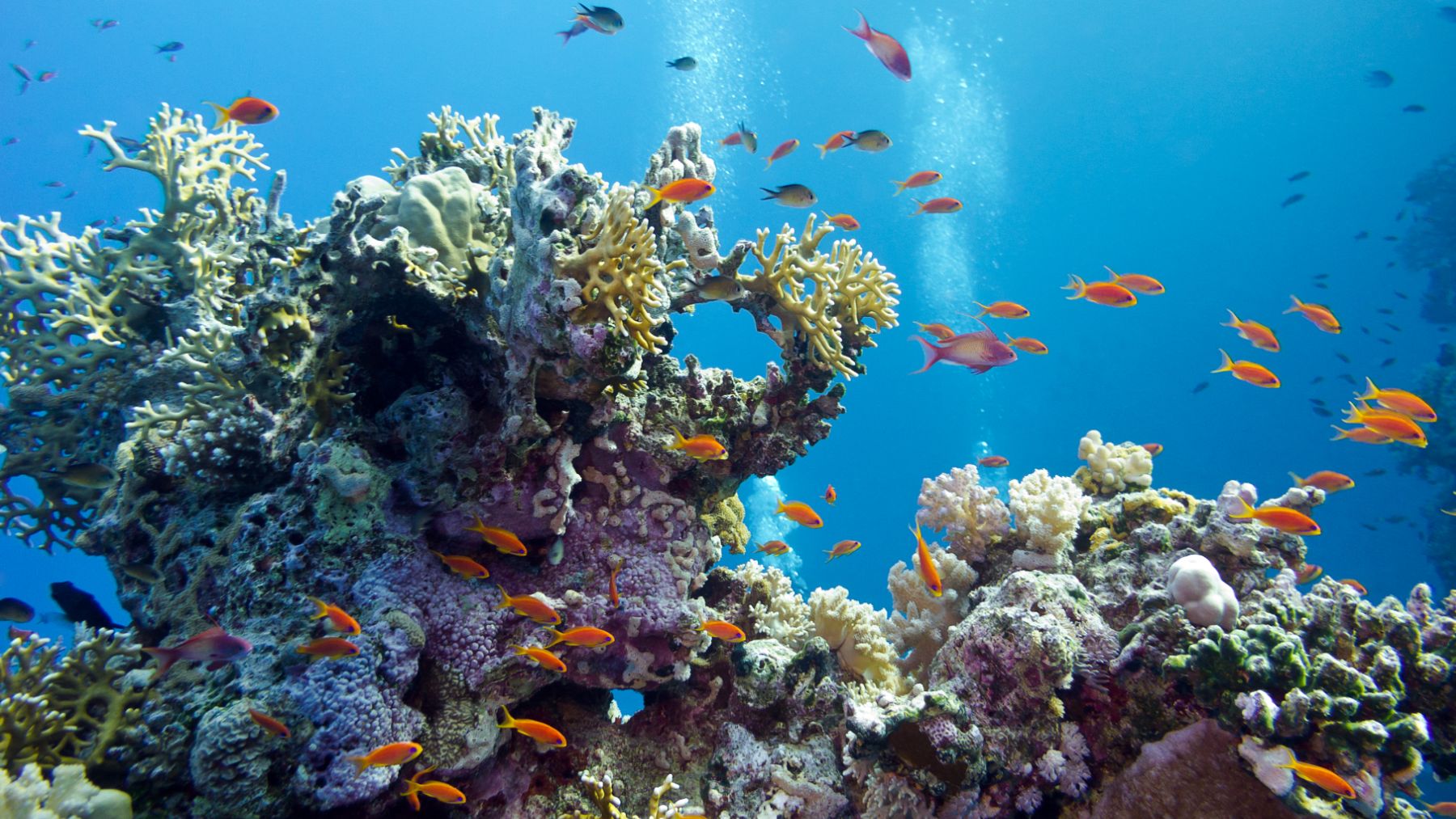 Los arrecifes de coral han perdido más de la mitad de su cobertura en las últimas décadas.