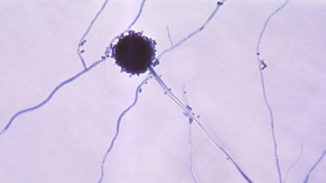 El hongo más peligroso según la OMS, hongos peligrosos para la salud humana, cuál es el hongo más letal según la Organización Mundial de la Salud, hongo aspergillus mortandad.