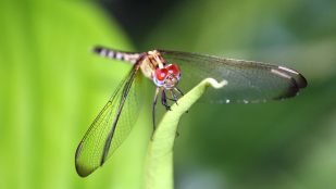 Por qué nunca debes aplastar una libélula, beneficios de tener libélulas, libélulas conta los mosquitos, libélula remedio natural contra el mosquito.