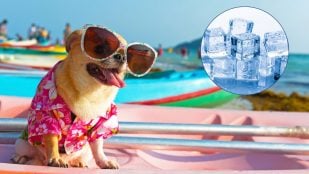 Hielo y perro en verano