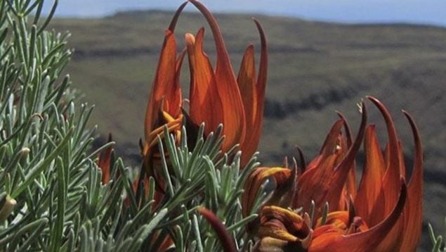 Pico de paloma gomero, planta, especies