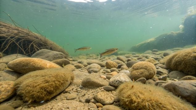Río, especies invasoras