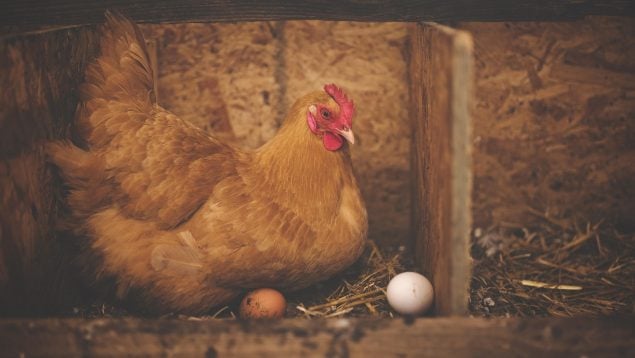 Los científicos resuelven qué fue antes el huevo o la gallina, paradoja del huevo y de la gallina, respuesta de la ciencia al misterio del huevo y de la gallina, descubrimiento científico.