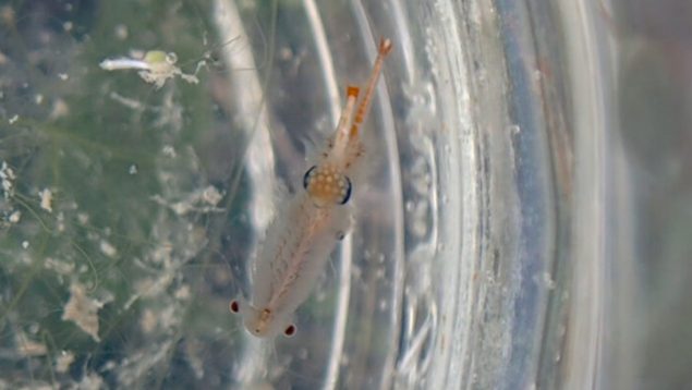 Crustáceo, especie amenazada, animales