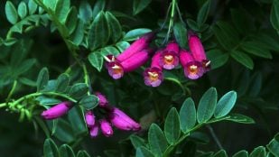 Polen, plantas, flores, descubrimientos