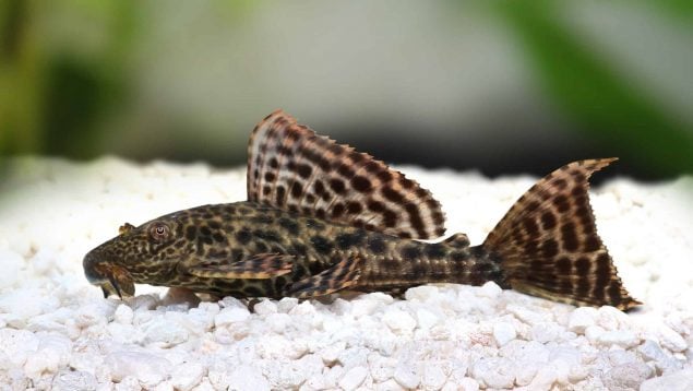Tener este pez como mascota está castigado con multas de hasta 200.000 euros, nueva especie invasora que era una mascota, animales que no puedes tener en casa, peces ilegales en España, multas por tener una especie invasora, pez limpiafondos ilegal.
