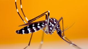 Método japonés mosquitos