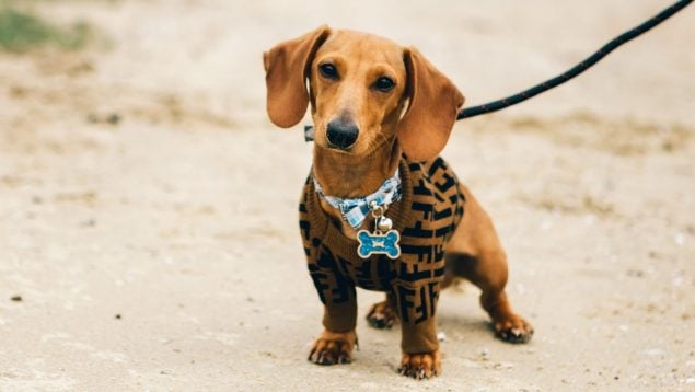 Perro en verano