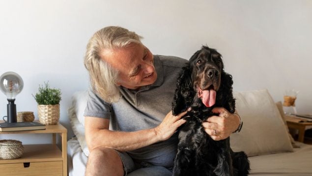 Perro, animales, mascotas
