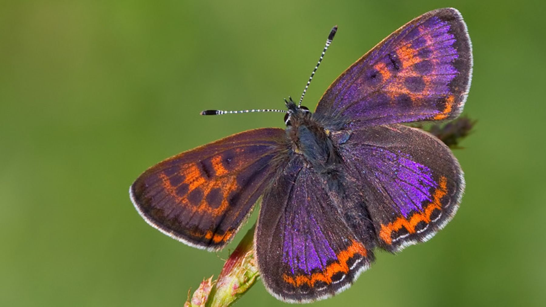 Mariposa manto violeta. Foto: Paul Cools / iNaturalist México