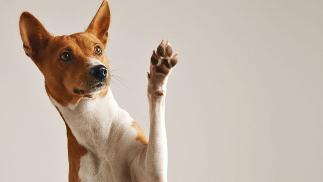 Perro, animales, mascotas