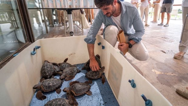 tortugas el saler