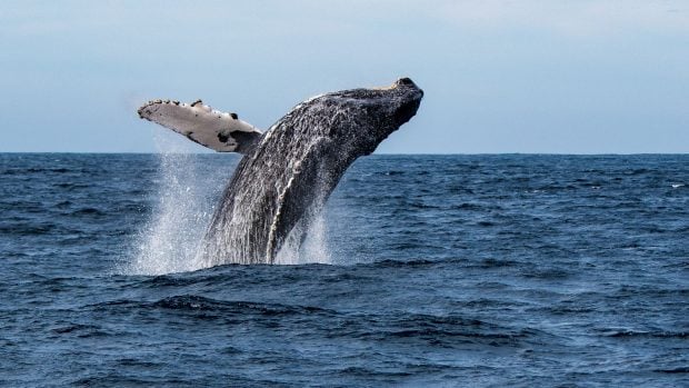 Las ballenas nos ayudan a combatir el calentamiento global.