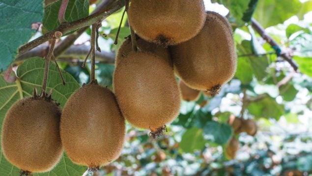 Árbol del kiwi