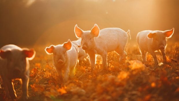 Los cerdos no dejan de sorprendernos: estos animales también pueden jugar a videojuegos, según un estudio.