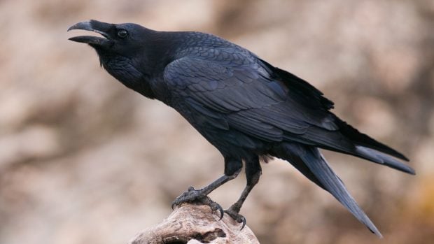 Cuervos, animales de gran inteligencia. 