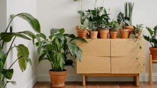 Plagas en las plantas