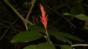 Planta, flora, curiosidades