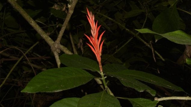 Planta, flora, curiosidades