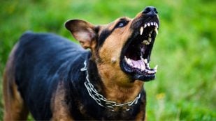 Perro agresivo