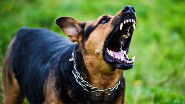 Perro agresivo
