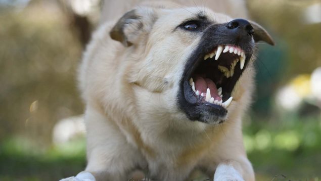 Perro