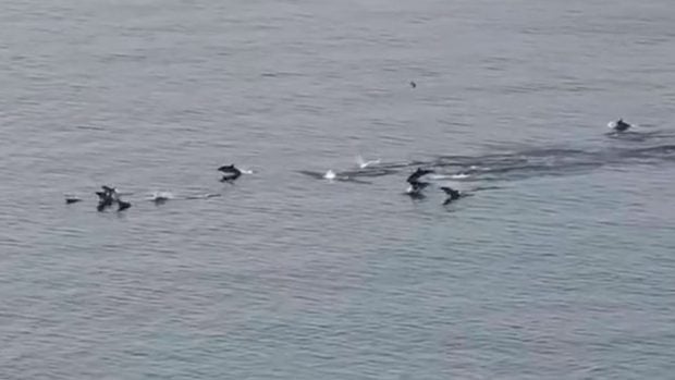 DELFINES