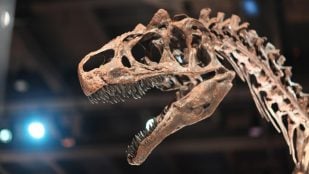 El descubrimiento del cráneo de un dinosaurio en Teruel, fósiles de dinosaurio en España, descubrimiento paleontológico en Aragón, mejor fósil de toda Europa en España, fósiles de dinosaurios en España.