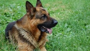 El perro en verano