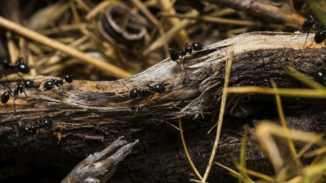 Hormigas en casa