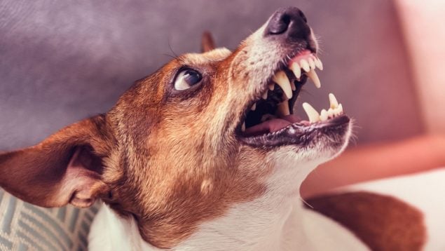 Perro