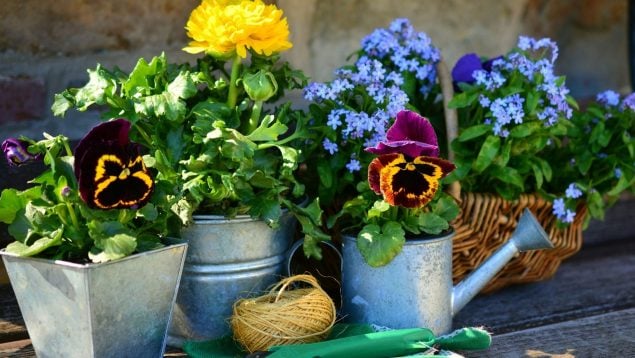 Plantas de verano