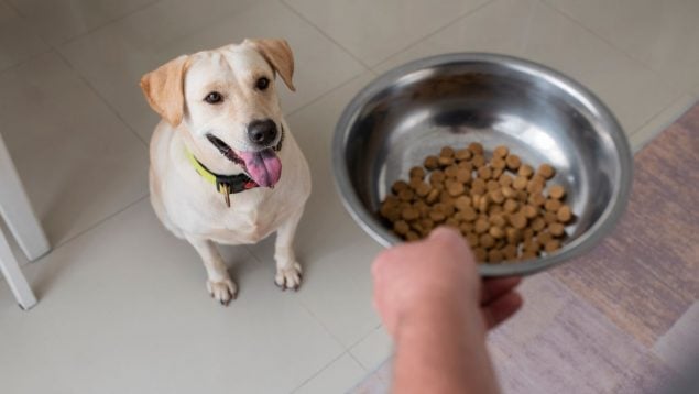 Perro, animales, mascotas