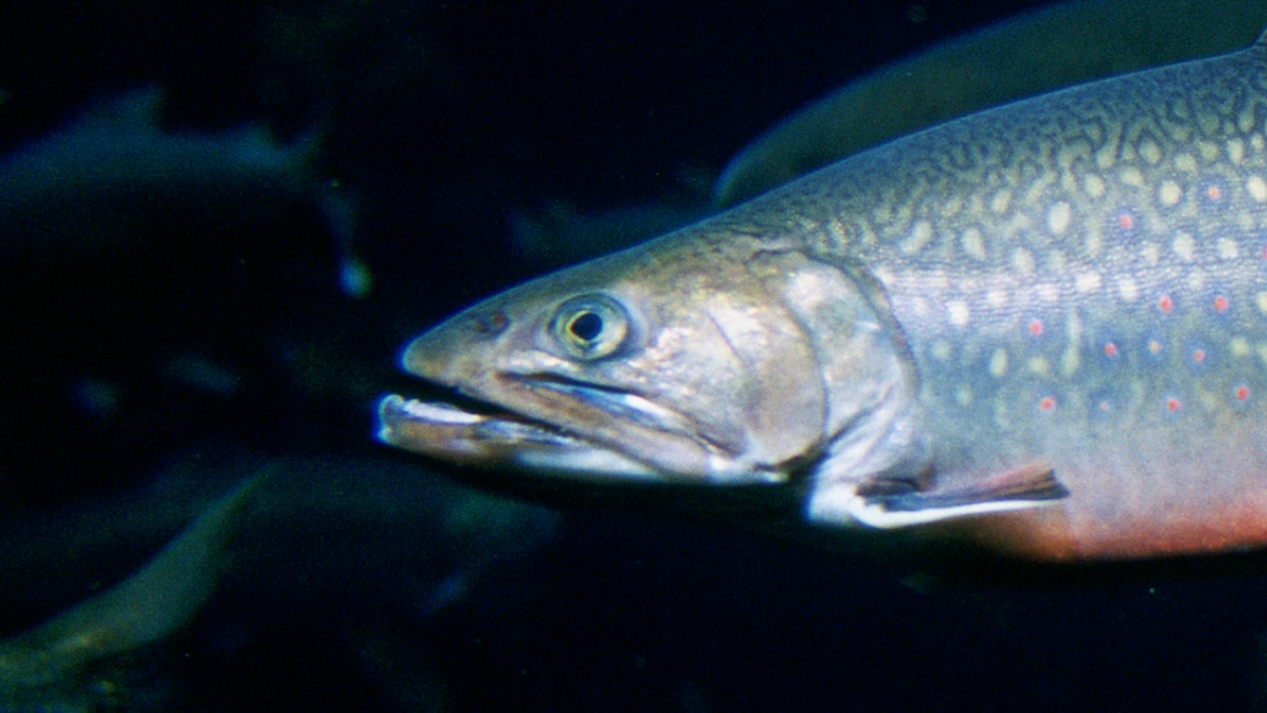 Salvelinus fontinalis. Imagen: Engbretson, Eric.