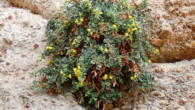 Planta con flores, flora, curiosidades