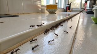 Hormigas, insectos, trucos