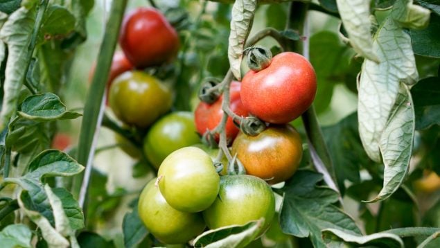 Mercadona Baleares proveedores locales