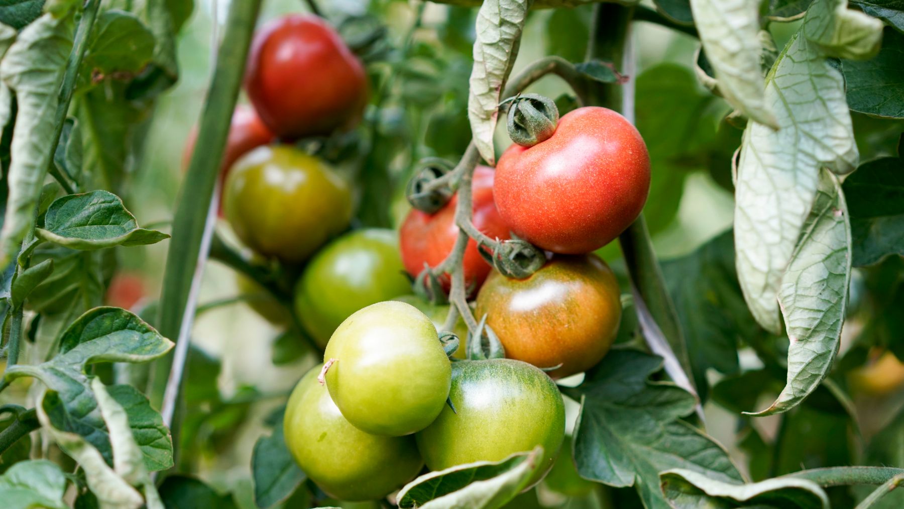 Tomate de ‘ramallet’ cultivado por el proveedor Agromallorca.