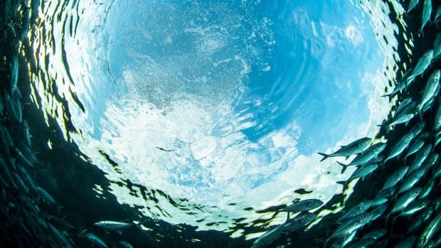 peces en circulo