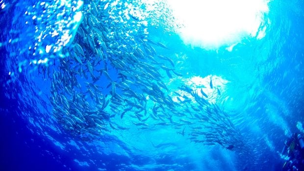peces océanos